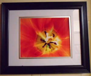 Photography, Still Life: "Inside Red Tulip with Rays" by Julaina Kleist-Corwin