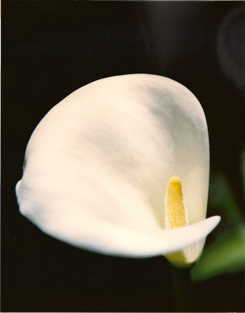 Photograph, Still Life: "Calla Lilly" by Camille DeFer Thompson